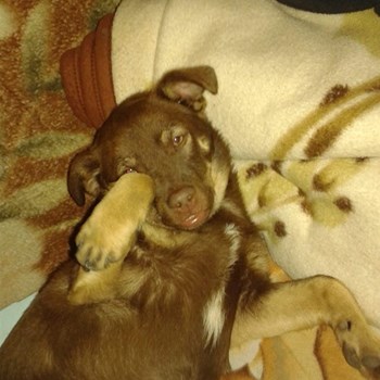 thumbnail petsitter Cluj-Napoca vagy Állat szitter a kutyák cicák