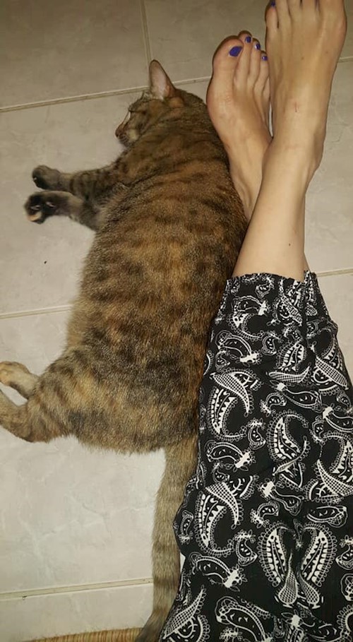 Corina- petsitter București, Voluntari, Pipera  or Pet nanny for dogs cats