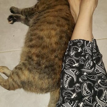 thumbnail petsitter București, Voluntari, Pipera  or pet nanny for dogs cats