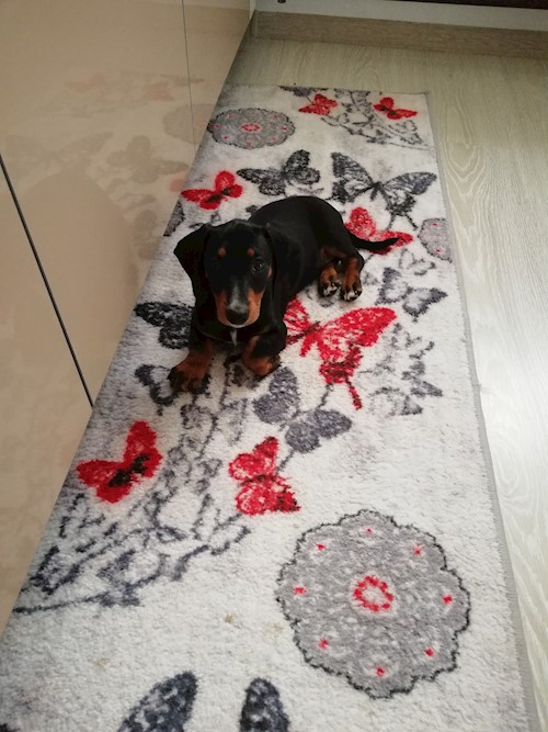 Diana- petsitter Domnești or Pet nanny for dogs cats