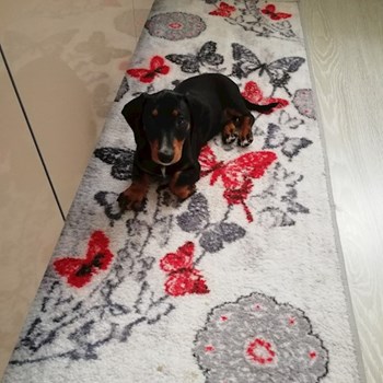 thumbnail petsitter Domnești or pet nanny for dogs cats