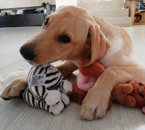 Diana- petsitter Domnești or Pet nanny for dogs cats