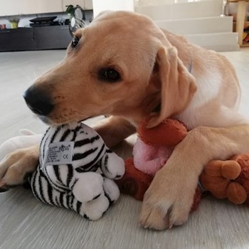 thumbnail petsitter Domnești or pet nanny for dogs cats