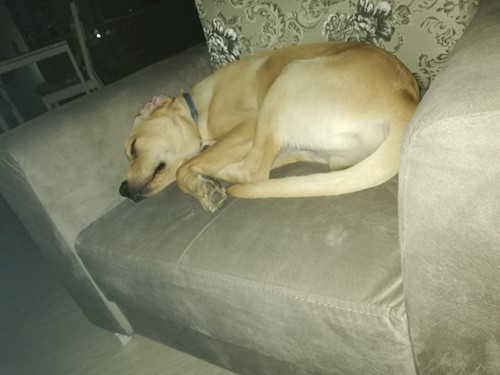 Diana- petsitter Domnești or Pet nanny for dogs cats