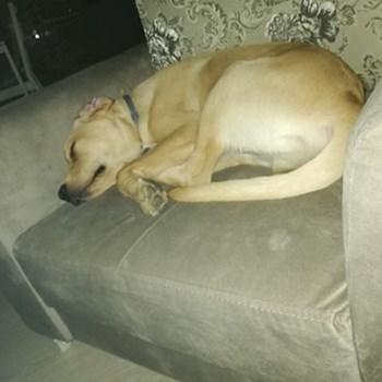 thumbnail petsitter Domnești or pet nanny for dogs cats