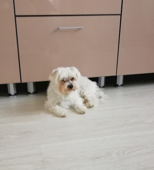 Diana- petsitter Domnești or Pet nanny for dogs cats