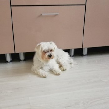 thumbnail petsitter Domnești or pet nanny for dogs cats