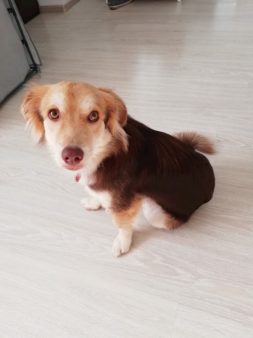 Diana- petsitter Domnești or Pet nanny for dogs cats