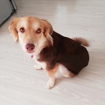 thumbnail petsitter Domnești or pet nanny for dogs cats