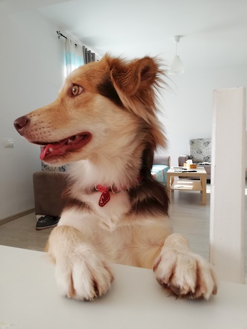 Diana- petsitter Domnești or Pet nanny for dogs cats