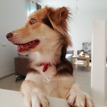 thumbnail petsitter Domnești or pet nanny for dogs cats