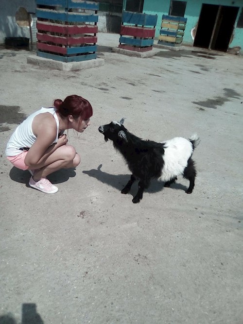 Alexandra- petsitter București sau Bonă pentru animale pentru câini pisici