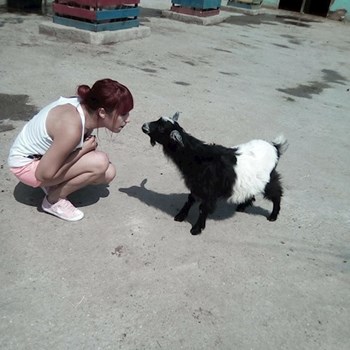 thumbnail petsitter București sau bonă pentru animale pentru câini pisici