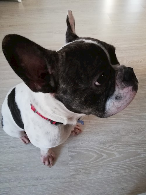 Diana- petsitter Domnești or Pet nanny for dogs cats