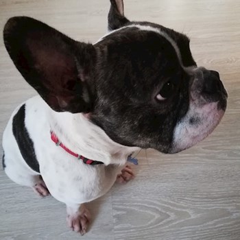 thumbnail petsitter Domnești or pet nanny for dogs cats