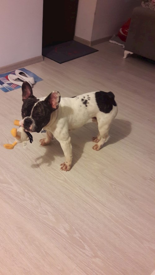 Diana- petsitter Domnești or Pet nanny for dogs cats