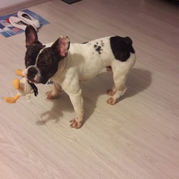 thumbnail petsitter Domnești or pet nanny for dogs cats