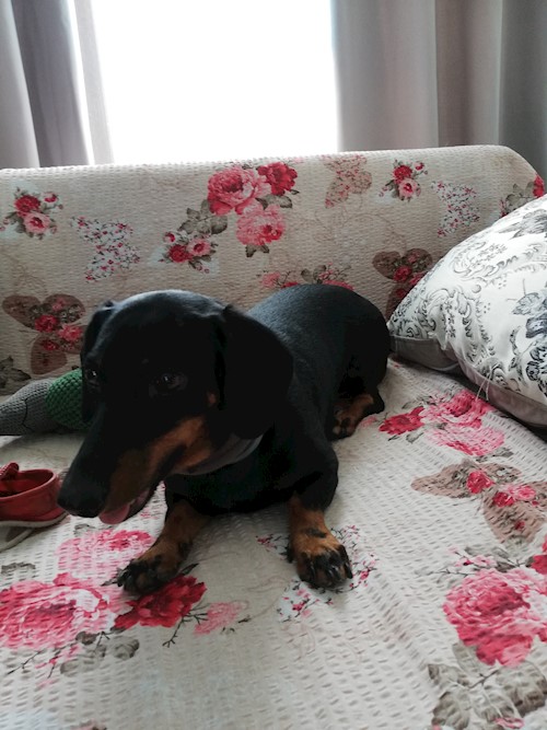 Diana- petsitter Domnești or Pet nanny for dogs cats