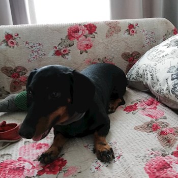thumbnail petsitter Domnești or pet nanny for dogs cats