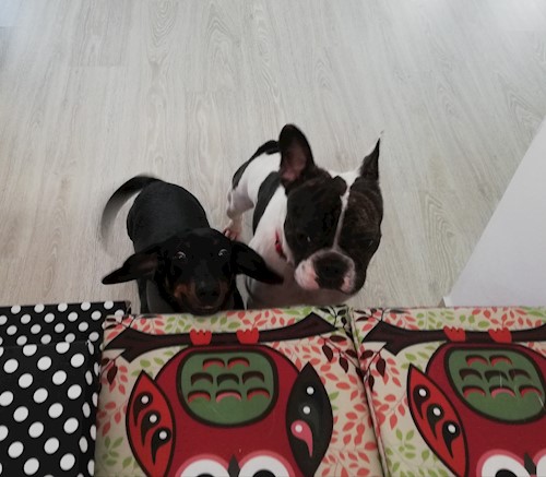 Diana- petsitter Domnești or Pet nanny for dogs cats