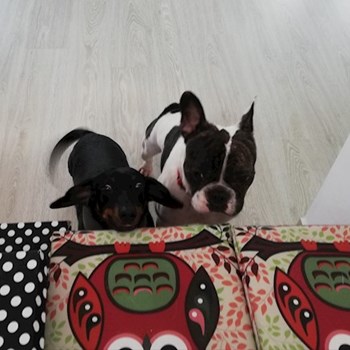 thumbnail petsitter Domnești or pet nanny for dogs cats