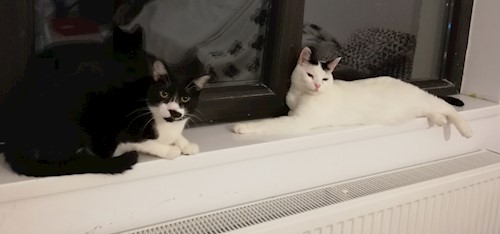 Diana- petsitter Domnești or Pet nanny for dogs cats
