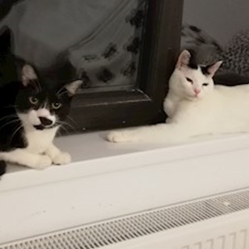 thumbnail petsitter Domnești or pet nanny for dogs cats