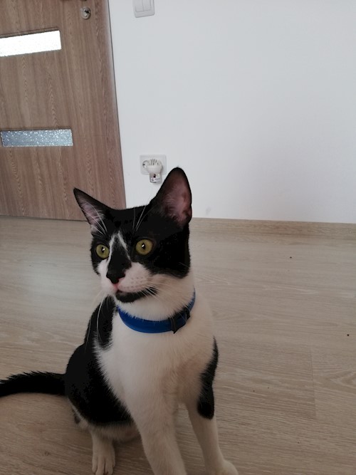 Diana- petsitter Domnești or Pet nanny for dogs cats