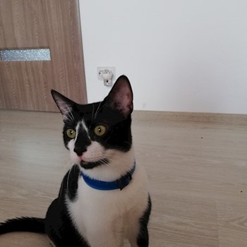 thumbnail petsitter Domnești or pet nanny for dogs cats