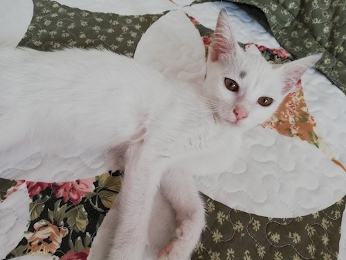 Diana- petsitter Domnești or Pet nanny for dogs cats