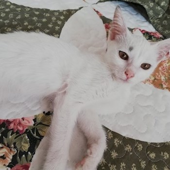 thumbnail petsitter Domnești or pet nanny for dogs cats