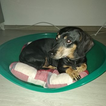 thumbnail petsitter Domnești or pet nanny for dogs cats