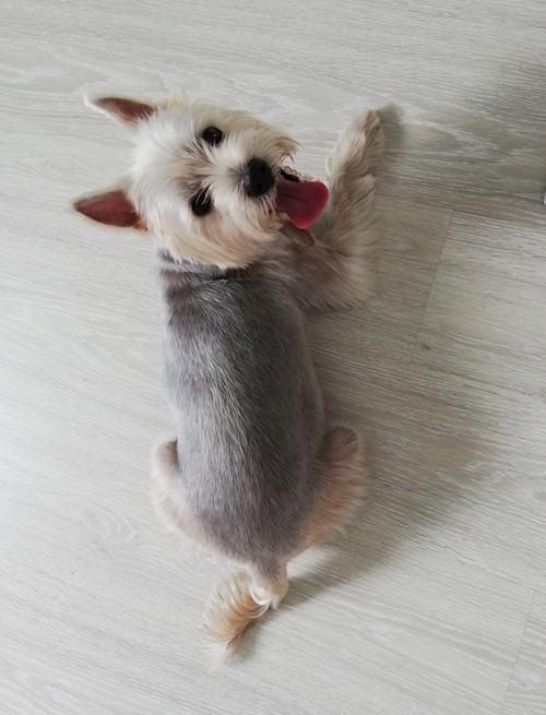 Diana- petsitter Domnești or Pet nanny for dogs cats