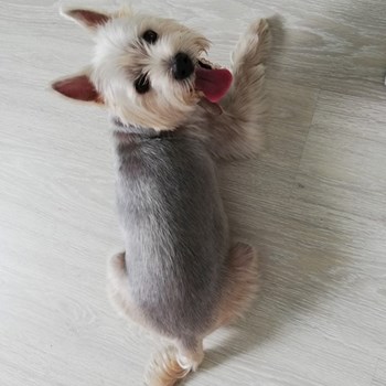 thumbnail petsitter Domnești or pet nanny for dogs cats