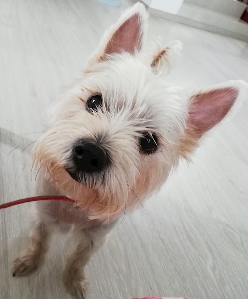 Diana- petsitter Domnești or Pet nanny for dogs cats