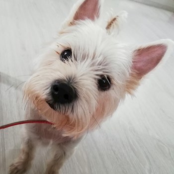 thumbnail petsitter Domnești or pet nanny for dogs cats