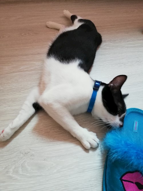 Diana- petsitter Domnești or Pet nanny for dogs cats