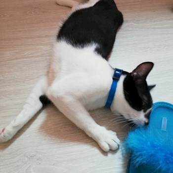 thumbnail petsitter Domnești or pet nanny for dogs cats