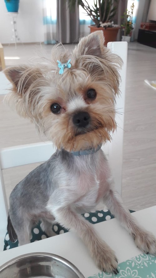 Diana- petsitter Domnești or Pet nanny for dogs cats