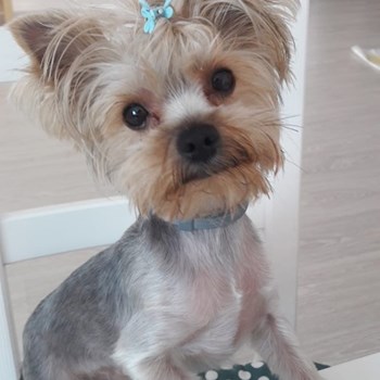 thumbnail petsitter Domnești or pet nanny for dogs cats