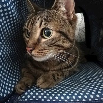 thumbnail petsitter Domnești or pet nanny for dogs cats
