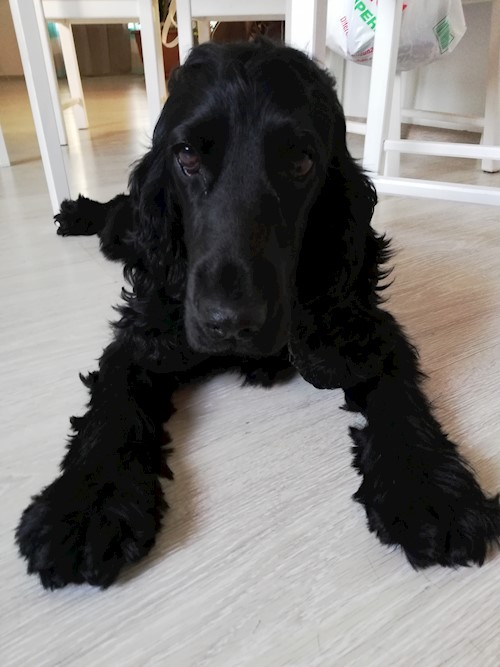 Diana- petsitter Domnești or Pet nanny for dogs cats