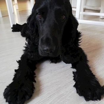 thumbnail petsitter Domnești or pet nanny for dogs cats