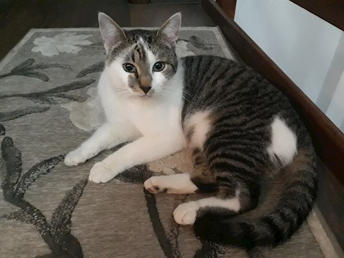 Alex Pet Sitter Bucuresti Petsitter