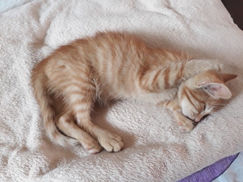 Alex Pet Sitter Bucuresti Petsitter