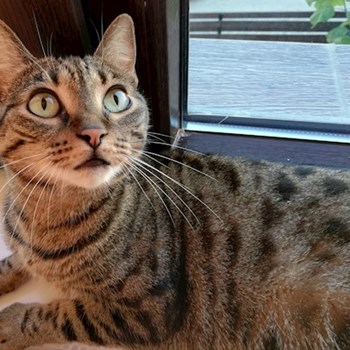 thumbnail petsitter Domnești or pet nanny for dogs cats