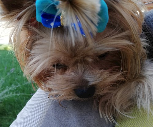 Diana- petsitter Domnești or Pet nanny for dogs cats