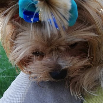 thumbnail petsitter Domnești or pet nanny for dogs cats