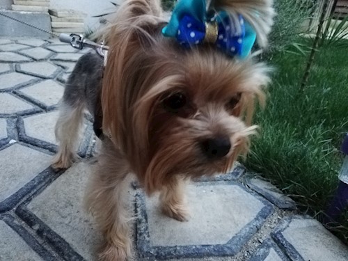 Diana- petsitter Domnești or Pet nanny for dogs cats