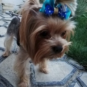 thumbnail petsitter Domnești or pet nanny for dogs cats